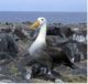 L'avatar di albatros